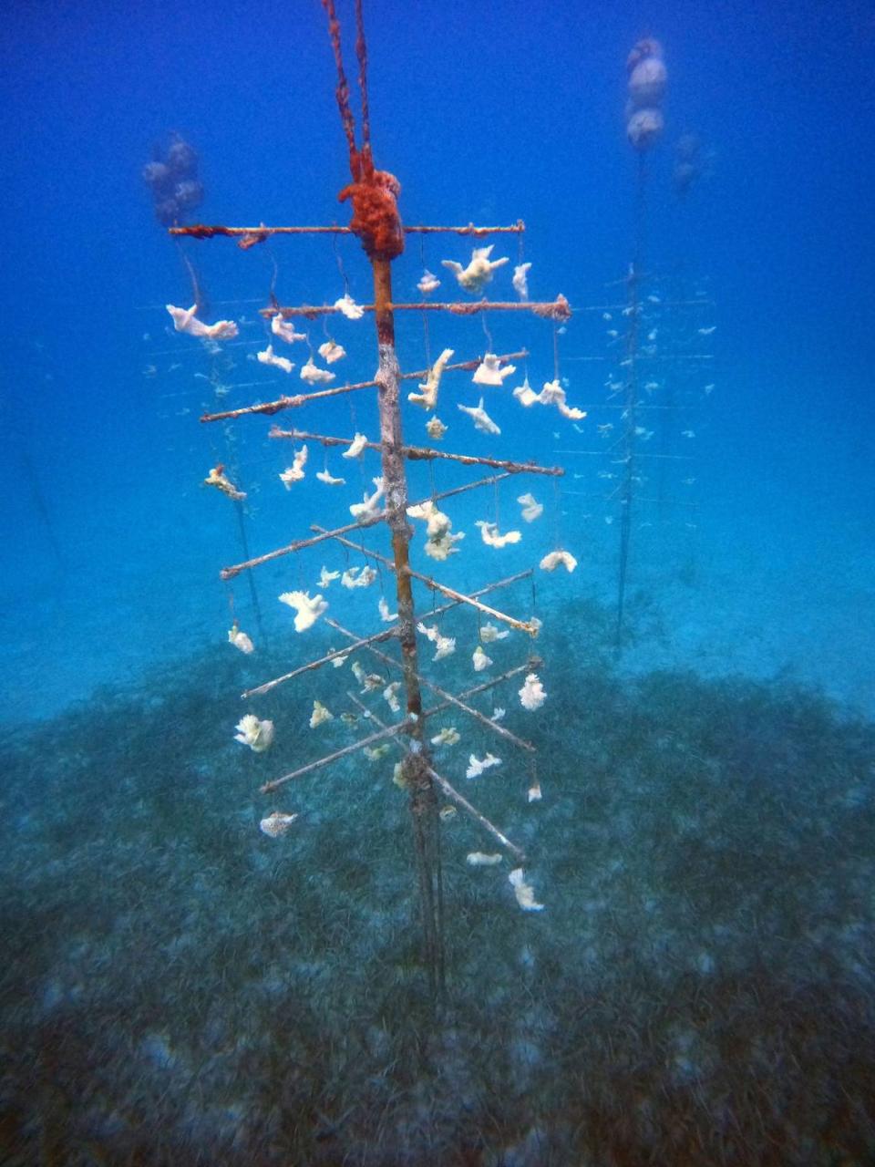 Árboles de metal cubiertos de fragmentos de coral cuerno de alce se blanquearon y murieron en el océano en Cayo Looey, en los Cayos de la Florida. Coral Restoration Foundation