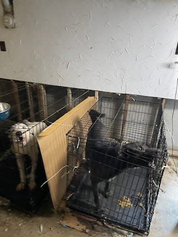 "We discovered the 34 dogs living in deplorable conditions, accumulated feces and urine, dogs all confined in cages that were too small for them," said Earl Newman, senior special agent for the Rhode Island Society for the Prevention of Cruelty to Animals.