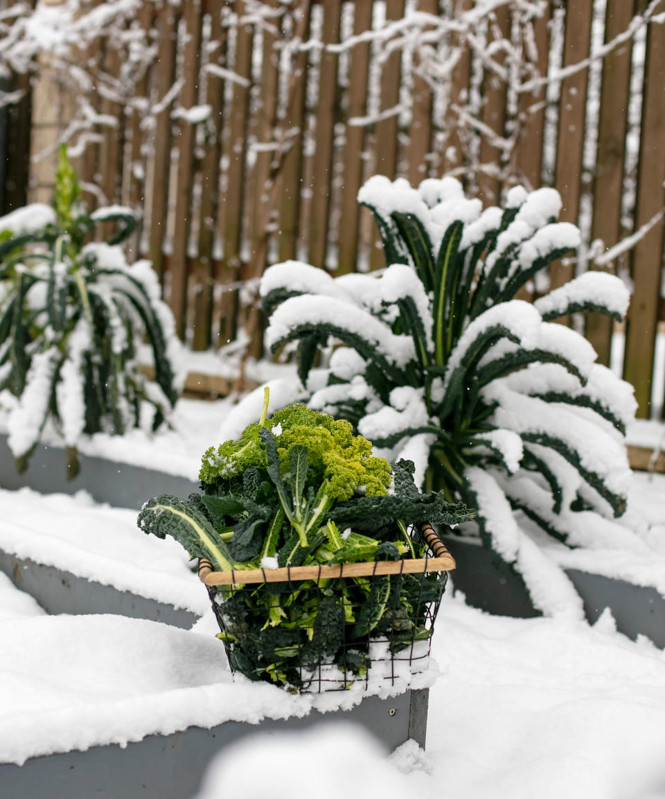 cavolo nero in the snow