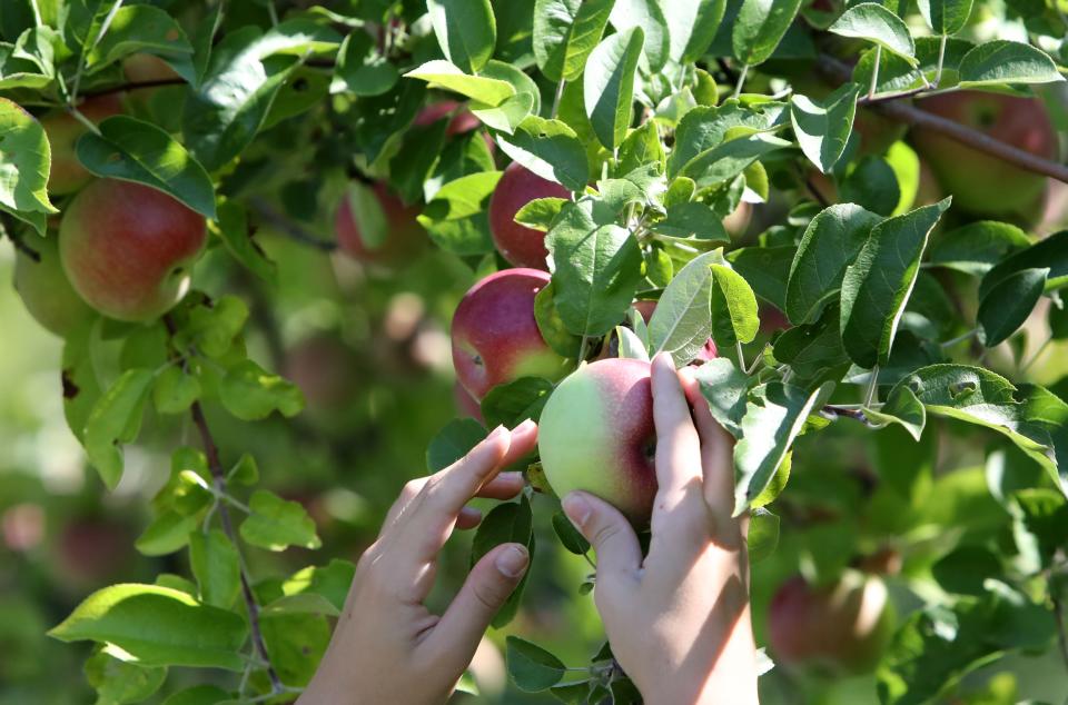 Apple picking at Wilkens Fruit & Fir Farm in Yorktown Heights.