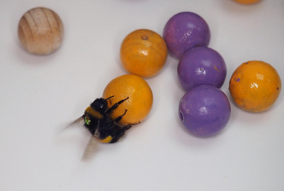 Bees rolling balls
