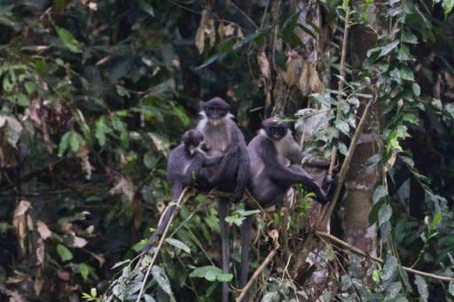 An undated photo of Miller's Grizzled Langurs. The endangered monkey has been discovered on the island of Borneo in an area it was not previously known to inhabit, international researchers said on January 20, 2011. Little is known about the monkey, known formally as Presbytis hosei canicrus, but it is listed as endangered