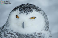 Muchos búhos y águilas permanecen cautivos en el área de Conservación Mountsberg, en Ontario, Canadá. Este búho de la nieve es un animal majestuoso, silencioso y sigiloso. Esas bellas plumas y ojos abiertos le dan un aire feroz y serio. (Foto y texto cortesía de Patrick Marcoux/National Geographic Your Shot) <br> <br> <a href="http://ngm.nationalgeographic.com/your-shot/weekly-wrapper" rel="nofollow noopener" target="_blank" data-ylk="slk:Clic acá;elm:context_link;itc:0;sec:content-canvas" class="link ">Clic acá</a> para más fotos de la sección de National Geographic Your Shot.