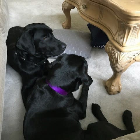 Lulu in her handler's home with her new friend Harry - Credit: CIA