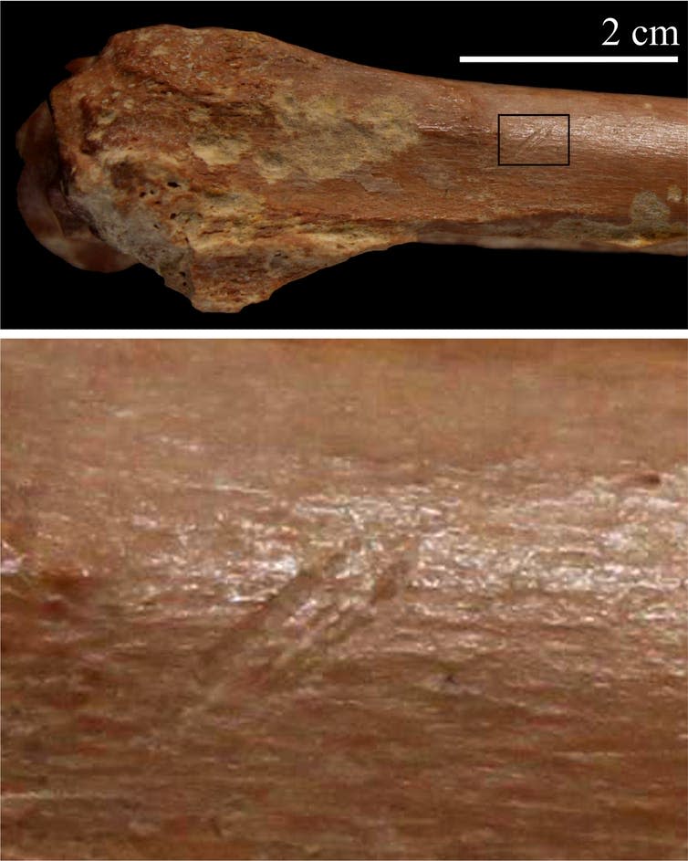 <span class="caption">Stone tool cut marks on animal skeleton.</span> <span class="attribution"><span class="source">I. Caceres</span></span>