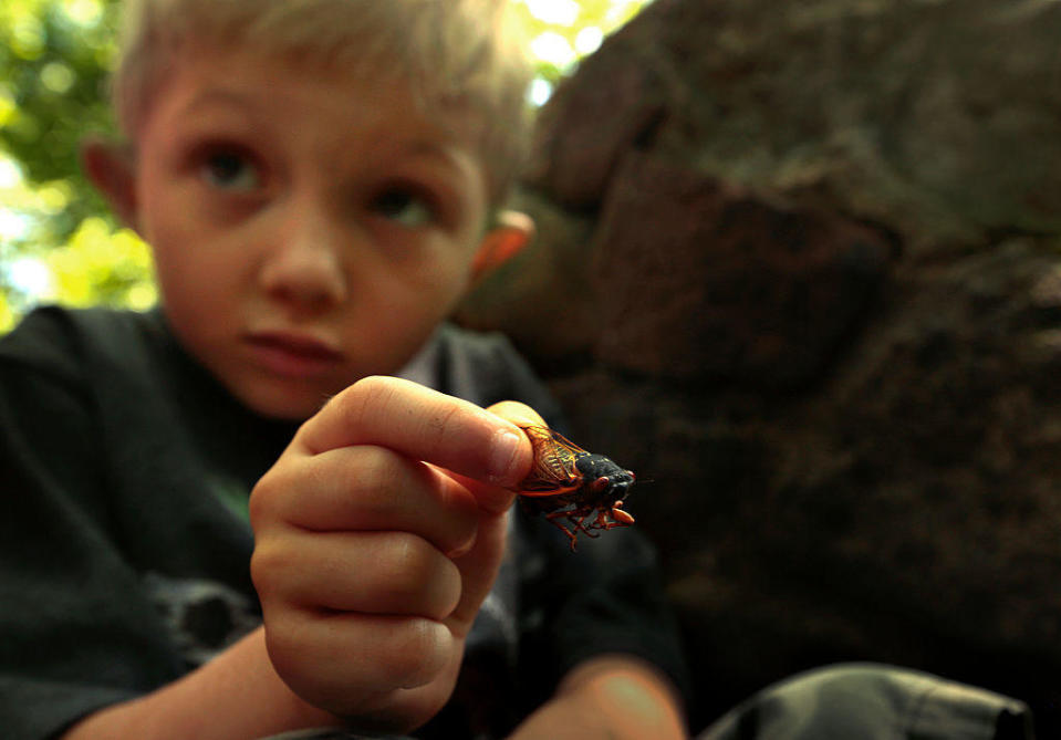 Aren Kempf of Staten Island, NY holds a cicada in June 2013. This particular cicada is part of the smaller Brood II, which will re-emerge in 2030. / Credit: Carolyn Cole/Los Angeles Times via Getty Images