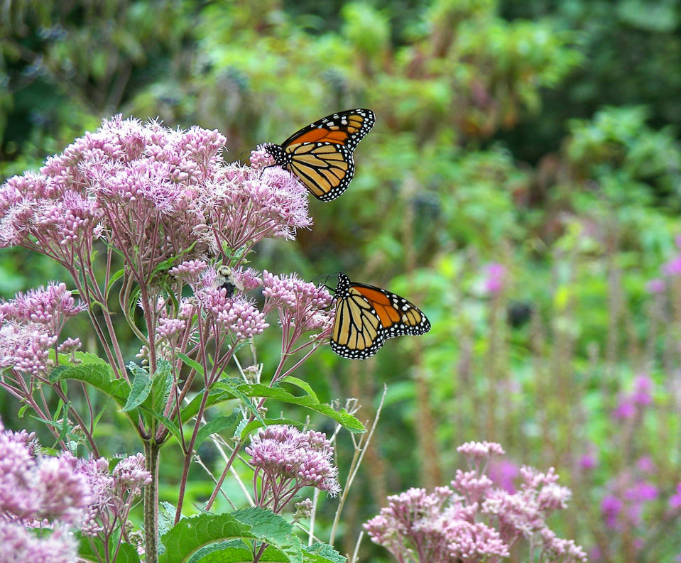 Las mariposas monarca vuelan anualmente 4.000 kilómetros en un viaje de ida y vuelta entre México y Canadá. (Foto: Getty Images).