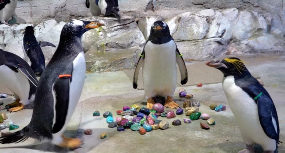 The Detroit Zoo shared the footage of its penguins showing the love on St. Patrick’s Day. Facebook/Detroit Zoo