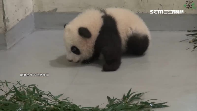 超萌「圓寶」將滿4個月大，走路搖搖晃晃。（圖／翻攝自台北市立動物園）