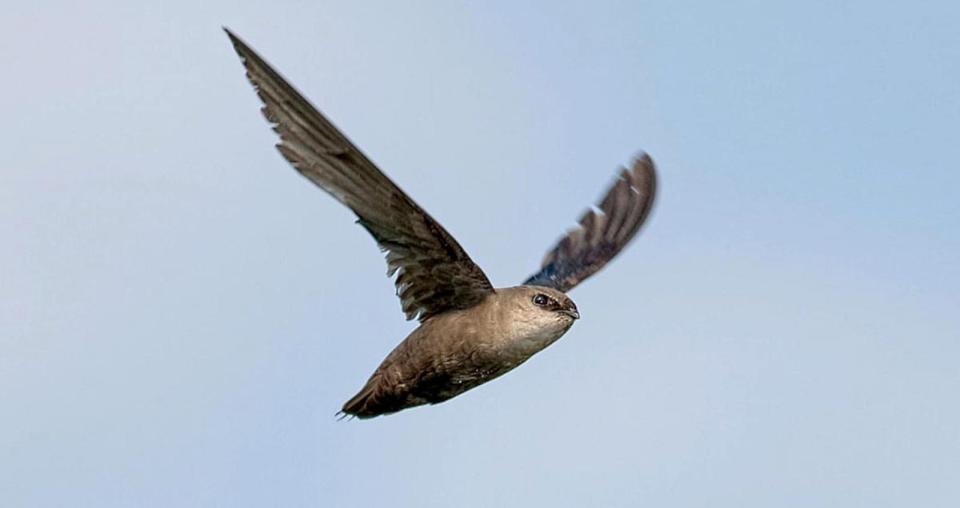 A chimney swift is shown.
