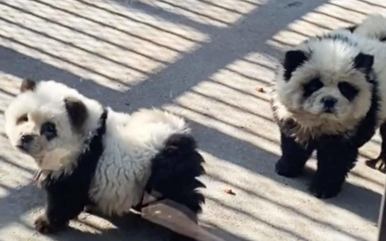 Photo shows two Chow Chow dogs dressed like pandas in Taizhou Zoo in Taizhou, China