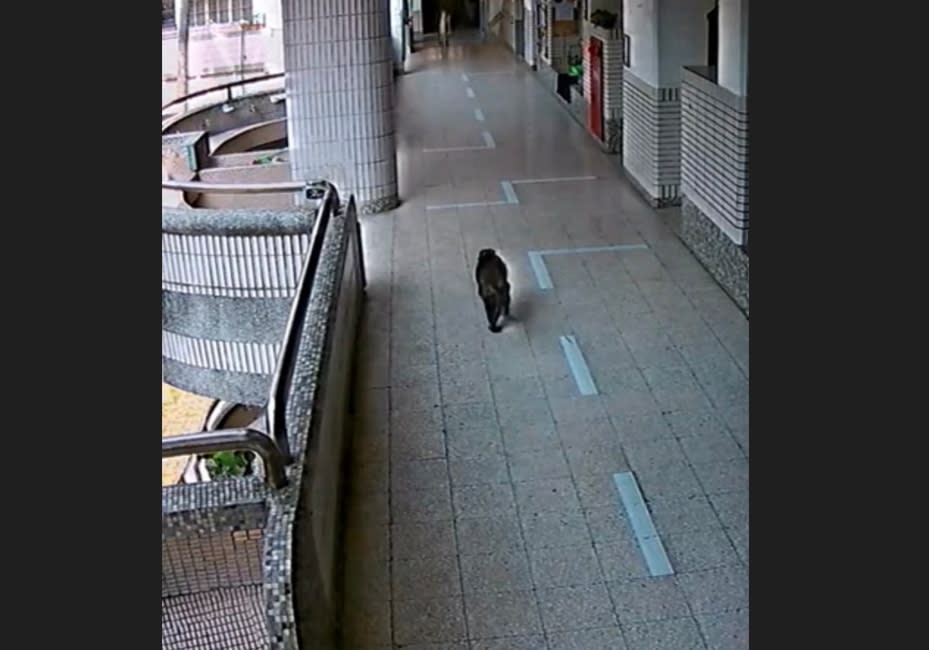 高雄市某國小26日有獼猴闖入校園，一名3年級學生想確認獼猴去向，在走廊跟隨獼猴但被追逐跌倒、背後被抓傷。（圖／校方提供）
