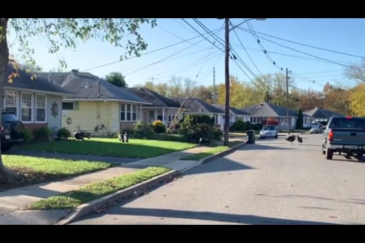 A street in the Holiday City portion of Toms River.