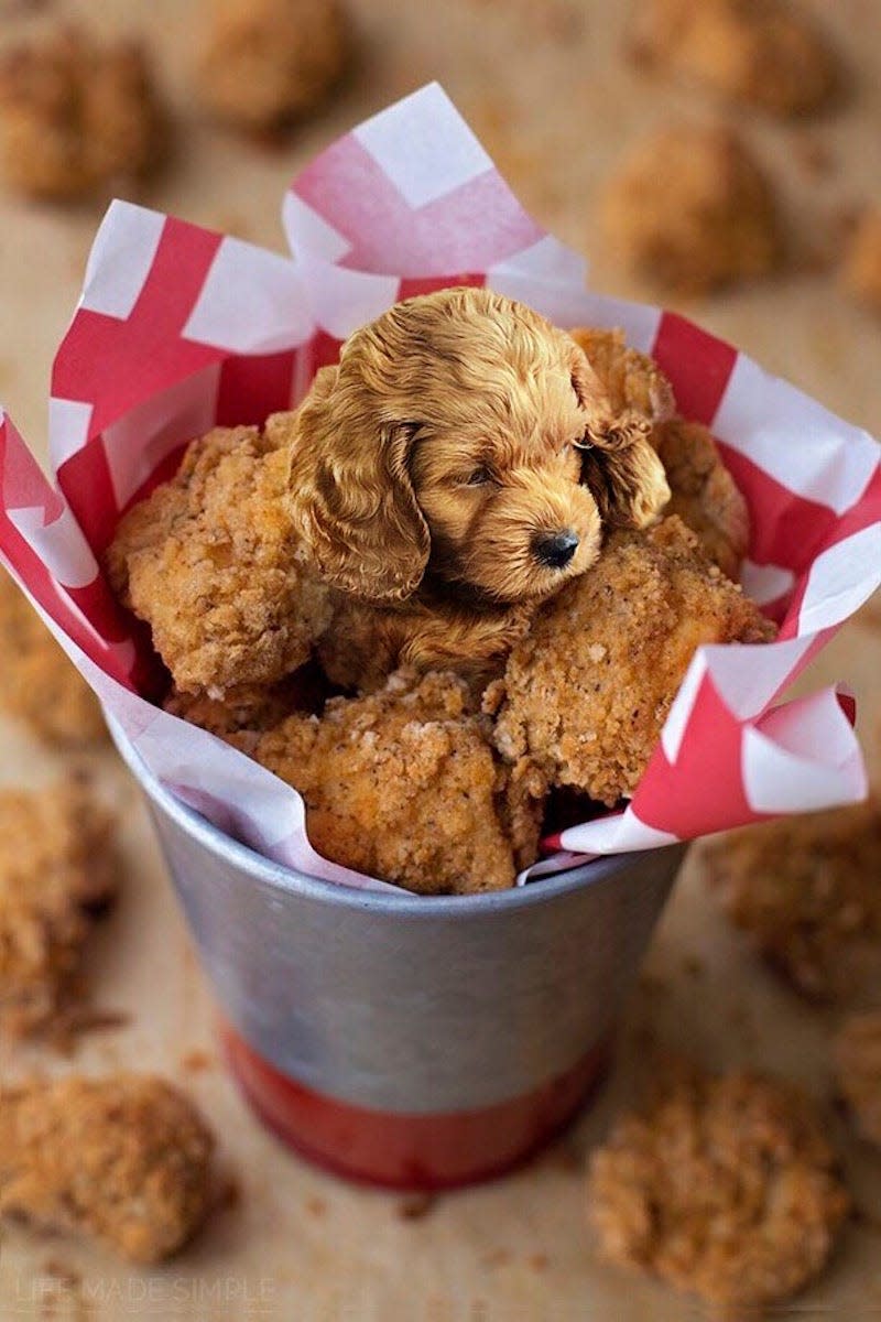 dogs in food chicken
