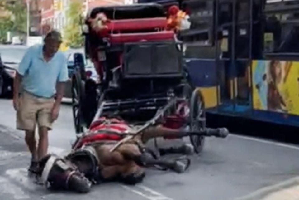 A carriage horse collapsed in Midtown on Aug. 10, 2022, in New York. (NBC New York)