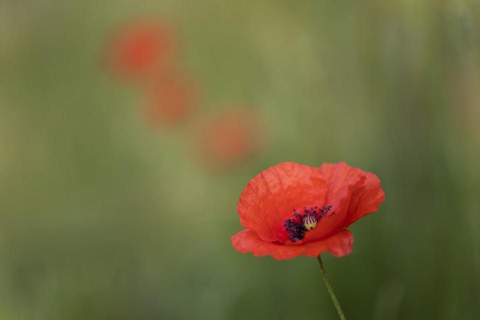 memorial day flower