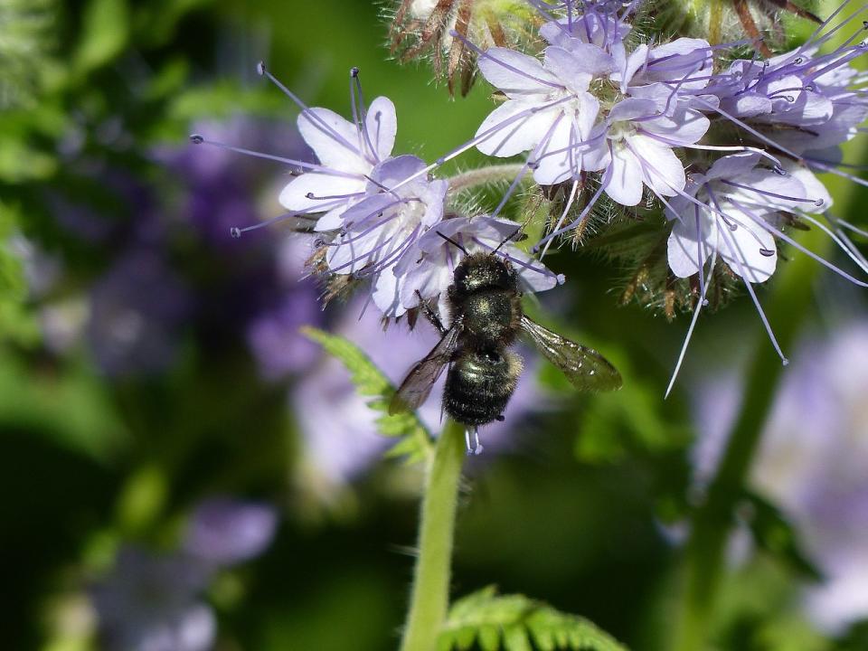 Blue orchard bee/JimRivers OSU College of Forestry/Wikipedia