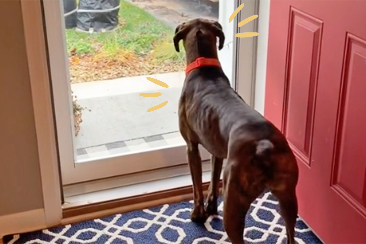 boxer looking out front door about to begin a dance of excitement