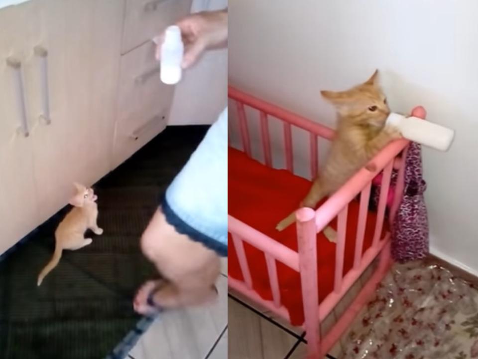 <p>國外一隻小橘貓會主動跳上嬰兒搖床喝奶奶（圖／翻攝自Youtube@ViralHog）</p>
