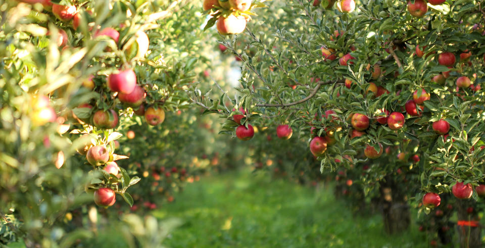 "Avoiding pesticides is just a smart thing to do, and I&rsquo;ll pay a little more for the [organic] apple,&rdquo; natural foods chef<a href="https://robinasbell.com/"> Robin Asbell</a> said. (Photo: redstallion via Getty Images)