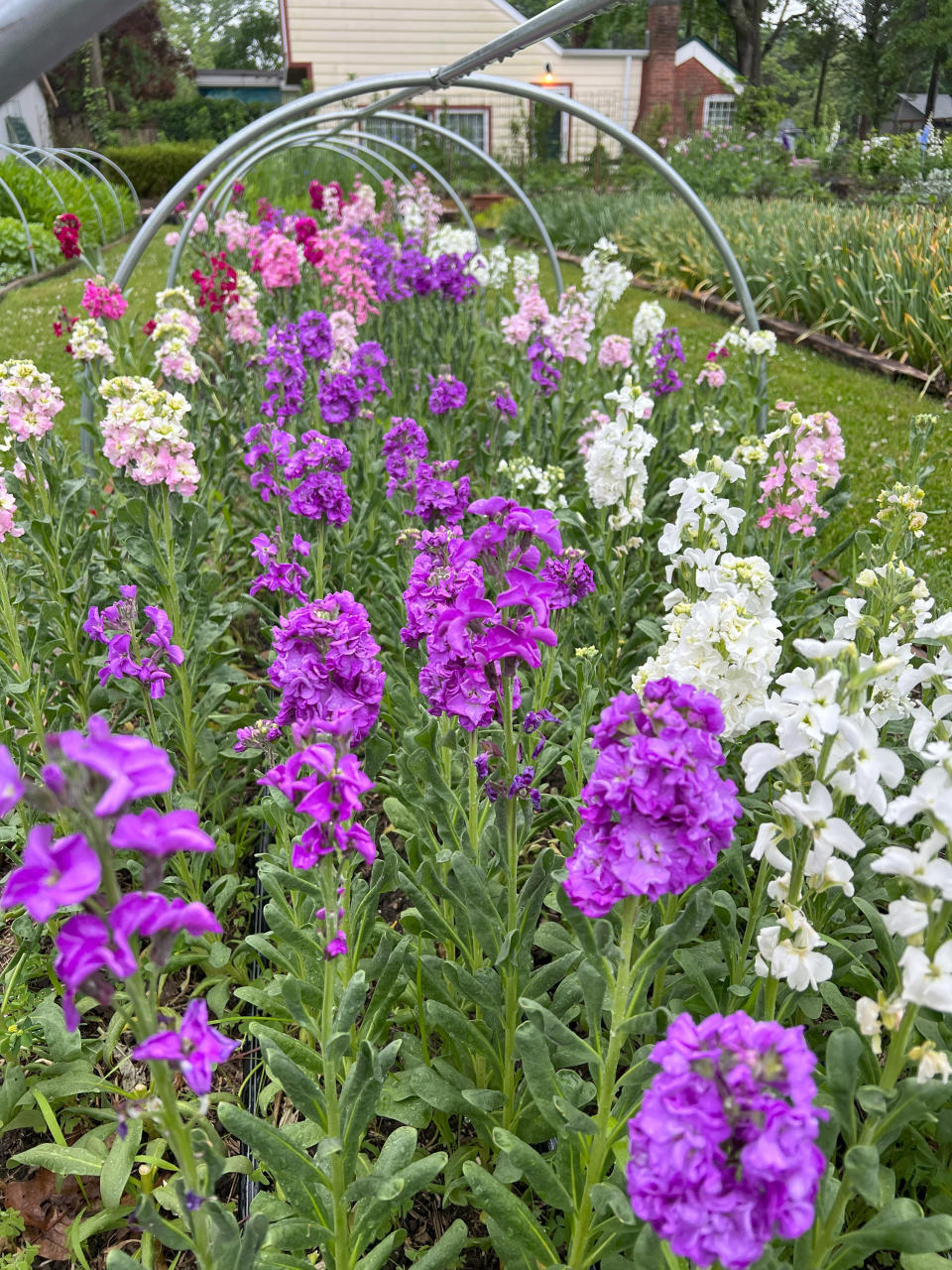 This 2022 image provided by SOW Local shows a bed of colorful stock flowers growing in a cutting garden in Oakdale, N.Y. (Chris Demchak via AP)