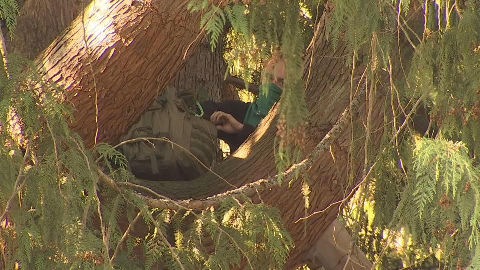 On the same day a red cedar tree was authorized to be chopped down by a developer in Seattle’s Wedgwood neighborhood, someone climbed it and set up a hammock Friday morning. (7-14-23)