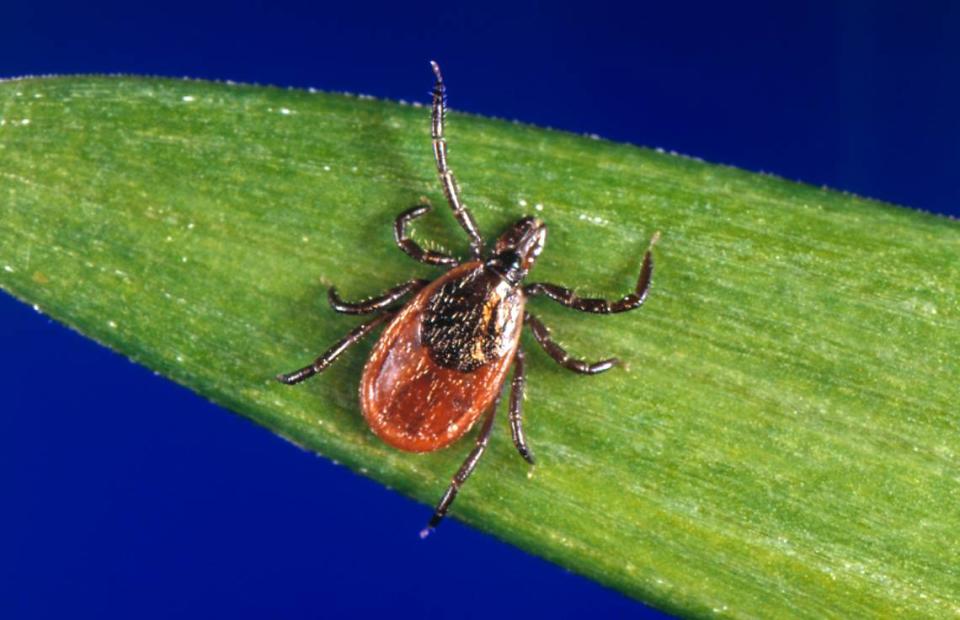 In this undated photo provided by the U.S. Centers for Disease Control and Prevention, a blacklegged tick, or deer tick, is seen. (CDC via AP)