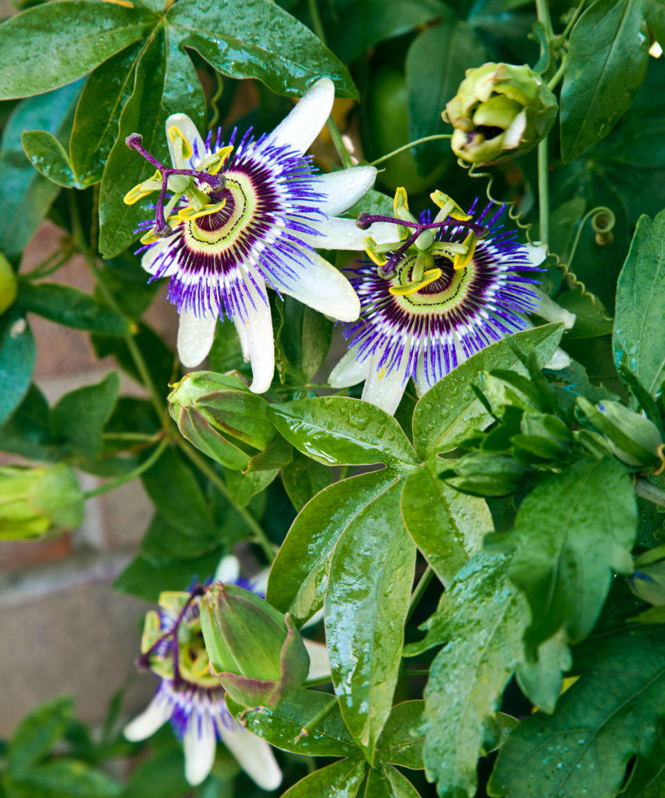 9. Passion flower