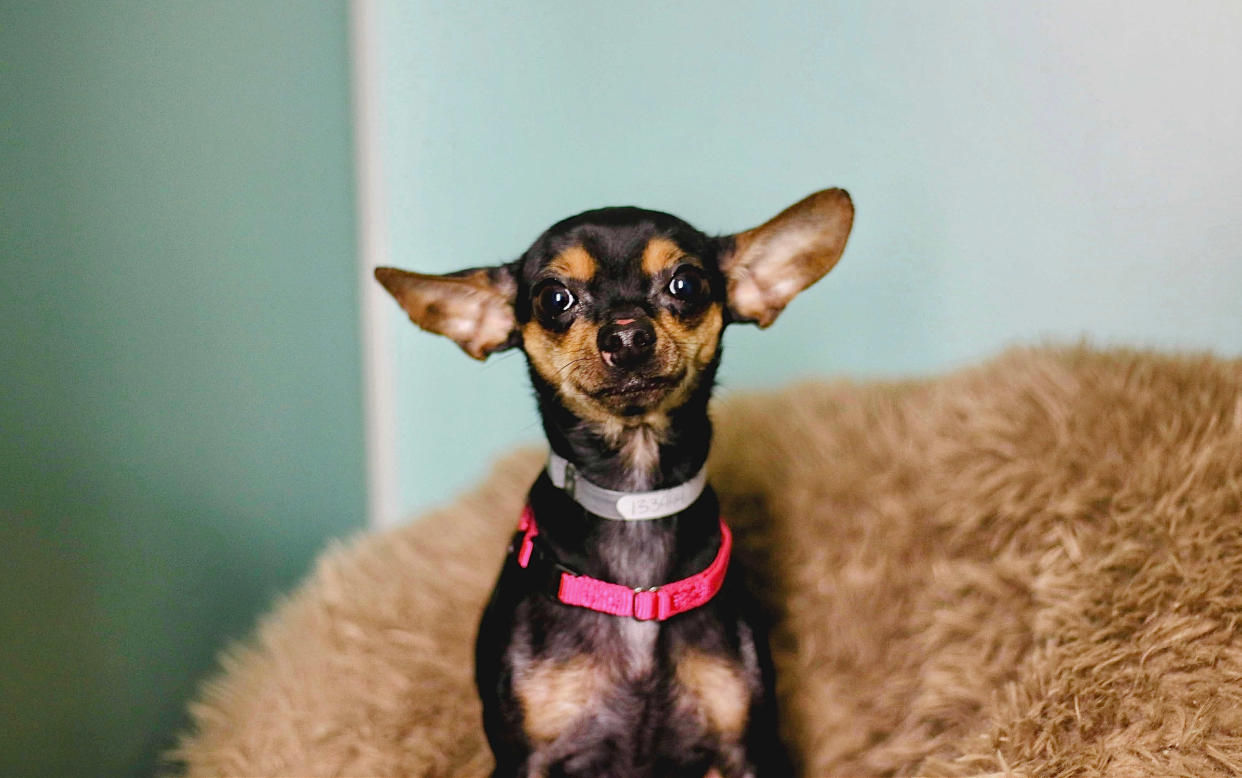 Someone with a sweet tooth at Animal Care Centers of NYC undoubtedly named this dog Brownie A La Mode. (Courtesy of Animal Care Centers of NYC)