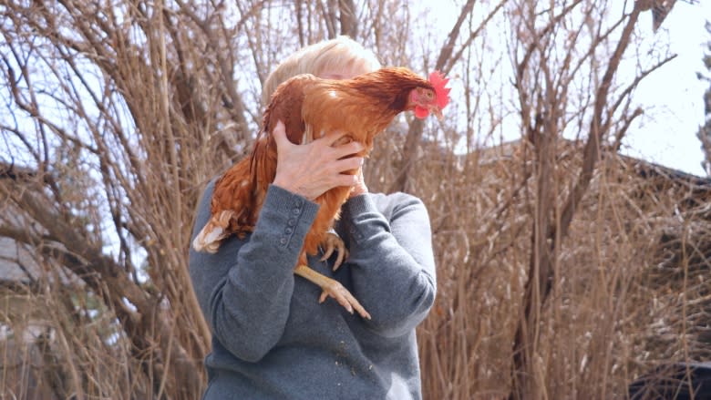 Family flaunts urban chicken flock despite ban in Calgary