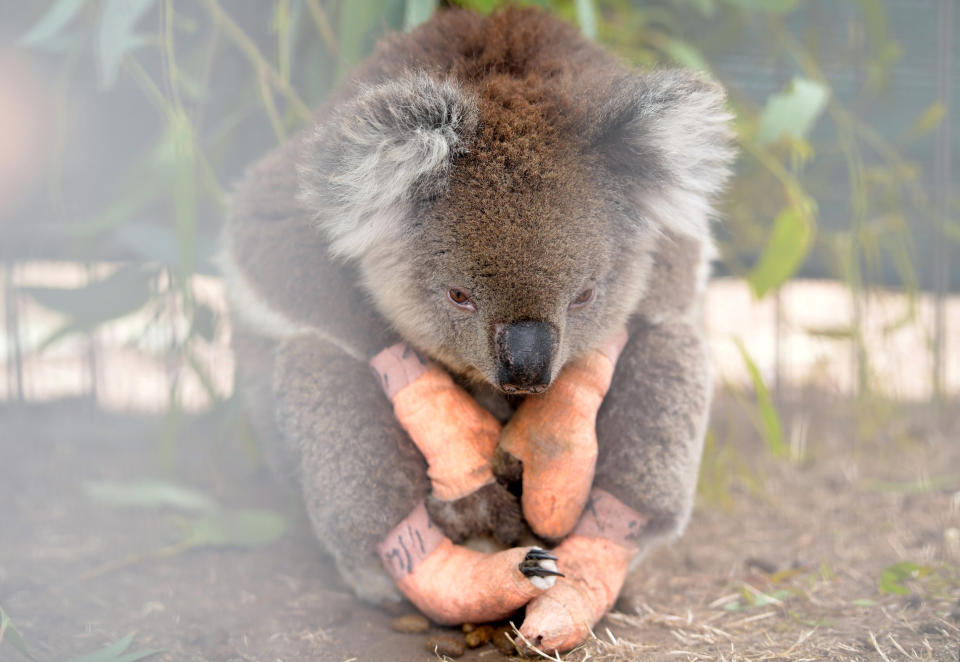 An injured koala sits at the Kangaroo Island Wildlife Park, at the Wildlife Emergency Response Centre in Parndana, Kangaroo Island, Australia January 19, 2020. REUTERS/Tracey Nearmy     TPX IMAGES OF THE DAY