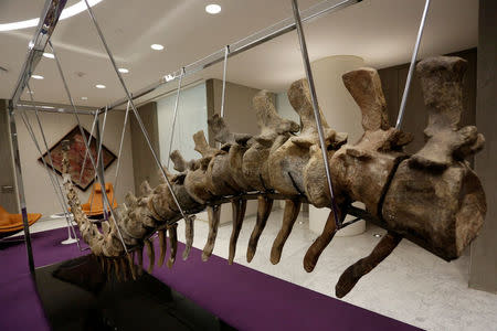 The fossilized tail of a sauropod of the Atlasaurus imelakei species, that will be auctioned on Tuesday night in Mexico to raise funds for the reconstruction of thousands of schools damaged by September quakes, is displayed at the lobby of the BBVA Bancomer tower in Mexico City, Mexico January 16, 2018. REUTERS/Daniel Becerril