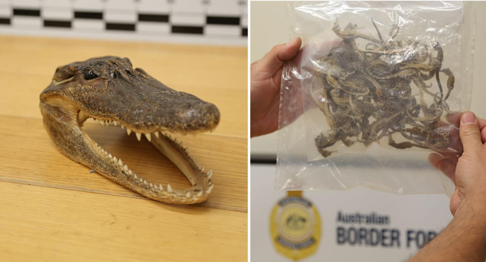 A freshwater crocodile skull (left) and dried seahorses (right). Source: Australian Border Force