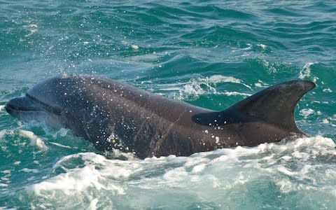 Dolphins can be identified by their distinctive dorsal fins  - Credit:  Daniel Murphy