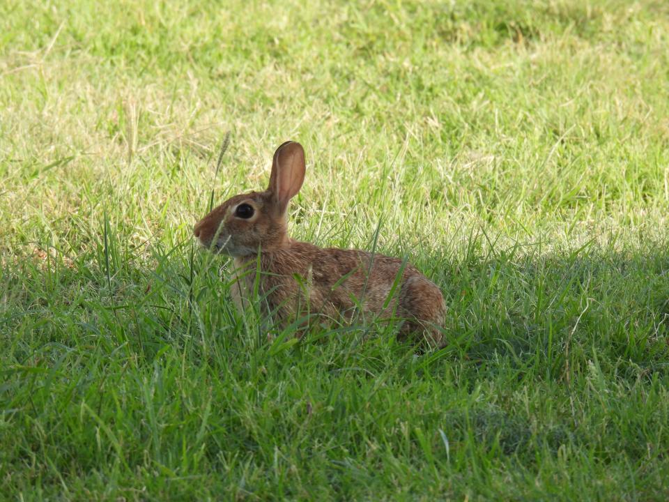 Eastern cottontail rabbit