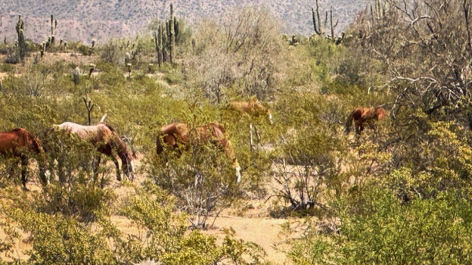 <div>A sight in Arizona we don't ever get tired of - beautiful wild horses grazing in the desert. Thanks so much to Joseph Benedetto for sharing this photo from along SR 87 near Fountain Hills.</div>