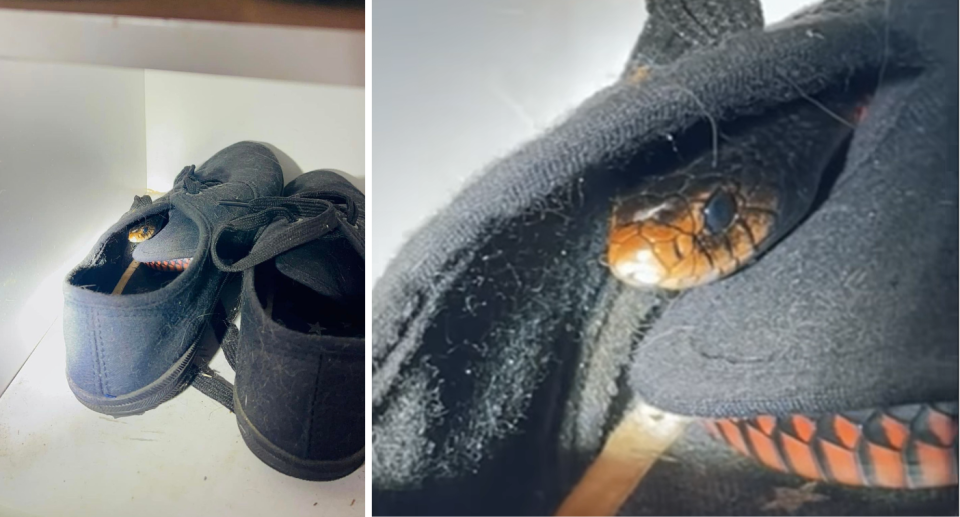 Pictured left is a shoe with a red-bellied black snake poking out. Right is a close-up of the snake in a shoe.