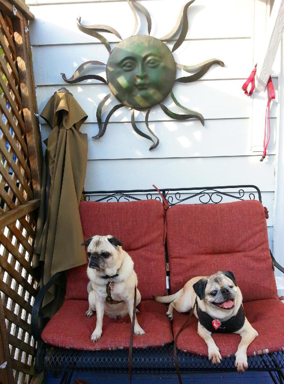 This June 2013 photo shows visiting pugs seated on the porch of the Bewitched & BEDazzled B&B, a dog-friendly inn in Rehoboth Beach, Del. Although dogs are not permitted on the beach or boardwalk May 1-Sept. 30, Rehoboth Beach is a dog-friendly destination, with various businesses offering accommodations and treats for pets. (AP Photo/Linda Lombardi)