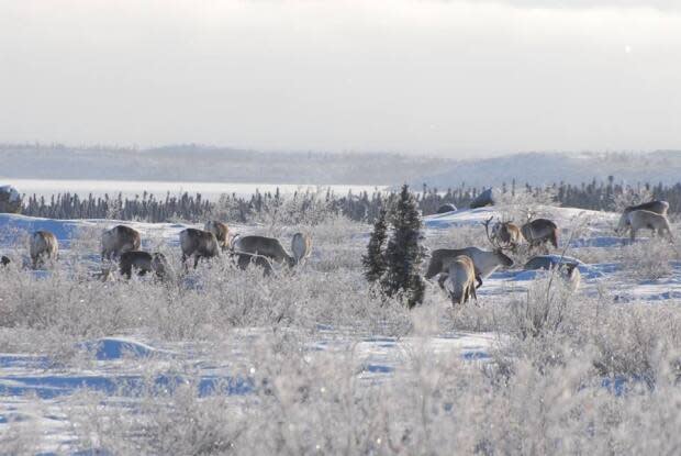 A file photo of Bathurst caribou. In the last 30 years the caribou herd has declined by 98 per cent, according to the N.W.T. government. (ENR/GNWT - image credit)