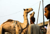 <p>A camel vendor leads his camel at the camel market in Birqash, Giza, 25 km,16 miles north of Cairo, Egypt, on August 26, 2016. (Photo: Fayed El-Geziry /NurPhoto via Getty Images)</p>