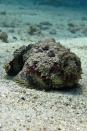 <p>The stonefish produces intense vasoconstriction. If you’re stung by one, it can cause shock, paralysis, malaise, nausea and vomiting, sweating, delirium, pyrexia, cardiogenic shock, respiratory distress, and even death if it’s not treated within a few hours by anti-venom. If you do survive, the symptoms can last a long time, from days to weeks, and full recovery may take many months. </p>