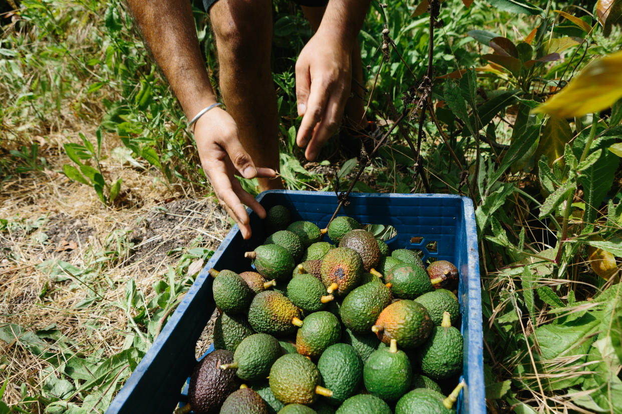 Picking Avocados