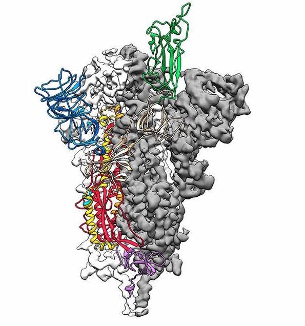 coronavirus protein 3D model