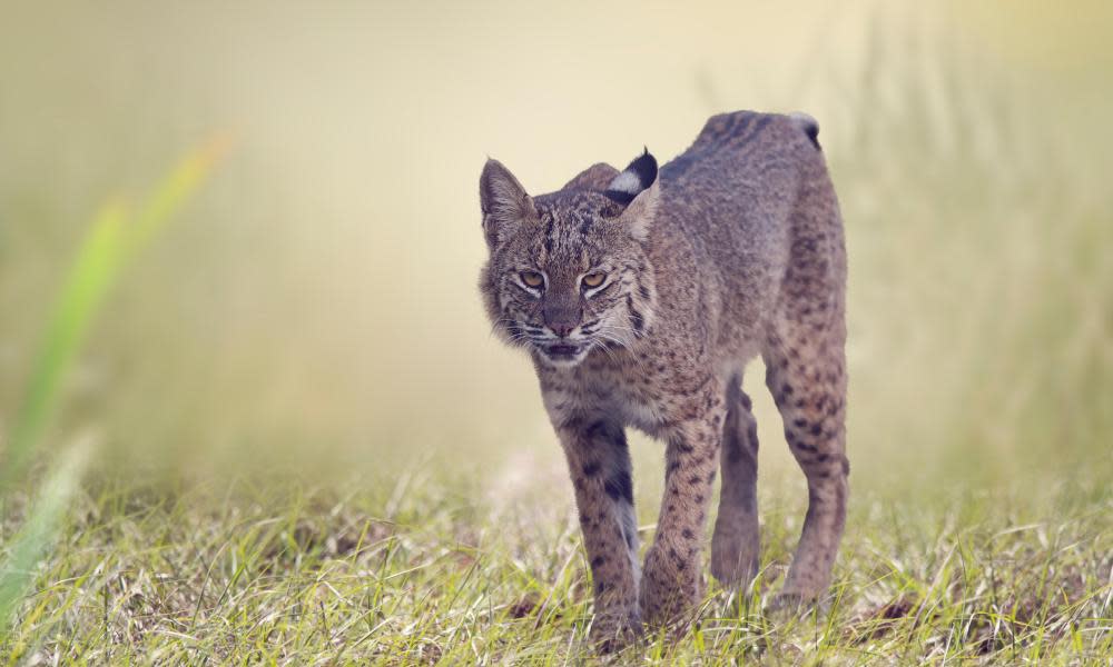 <span>Photograph: Svetlana Foote/Alamy Stock Photo</span>