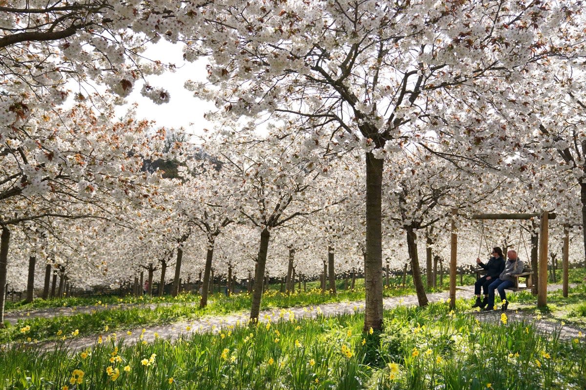 People at Alnwick Garden in Northumberland admire the Cherry Orchard, the garden has the largest collection of ‘Taihaku’ in the world (PA)