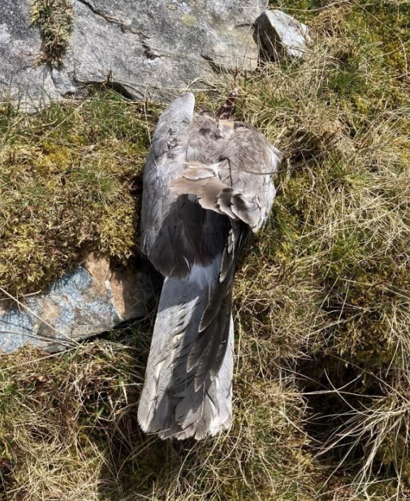 One hen harrier, named Free, was found dead missing its head and a leg (Natural England/PA)