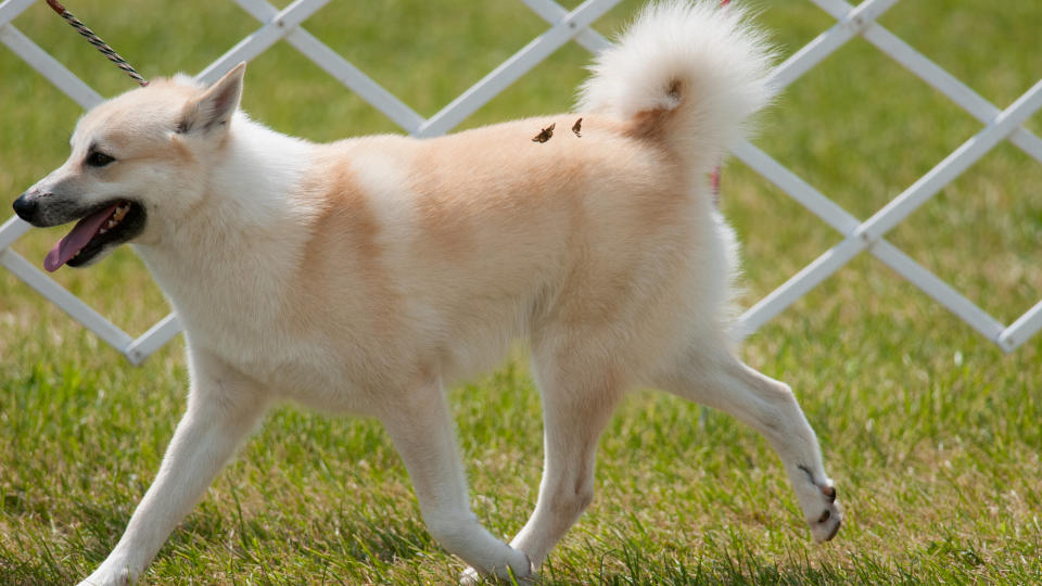 Norwegian Buhund on lead