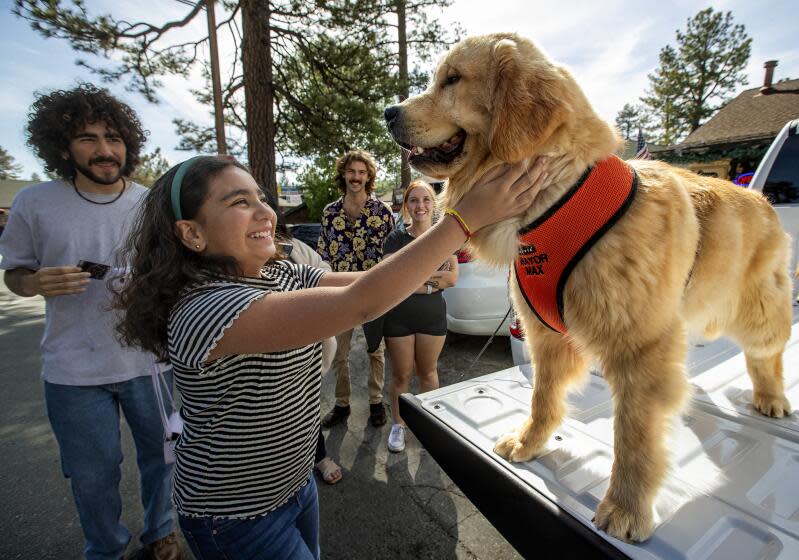 IDYLLWILD, CA-JUNE 9, 2023:Naillah Benjell of Los Angeles greets Maximus Mighty-Dog Mueller III, otherwise known as Mayor Max III, the mayor of Idyllwild, a 9 month old American pure bred Golden Retriever, during a public appearance in town. (Mel Melcon / Los Angeles Times)