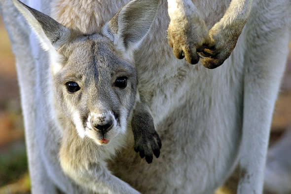 male kanagroo gives birth to baby at zoo