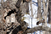 A red squirrel bounds away from its surprise discovery –a pair of Ural owls, very muchawake.